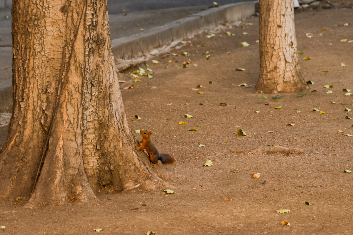 Աշնան գույները ԵՊՀ-ում