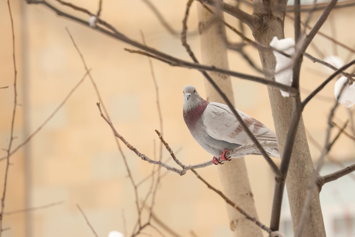 Ամանորյա տրամադրություն ԵՊՀ-ում