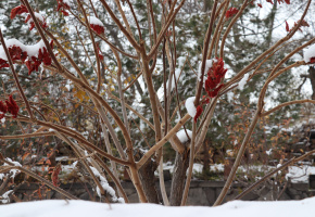 Մշակութային ճանաչողական արշավ դեպի Բյուրական