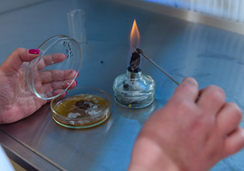 Scientific-topic-by-YSU-biologists